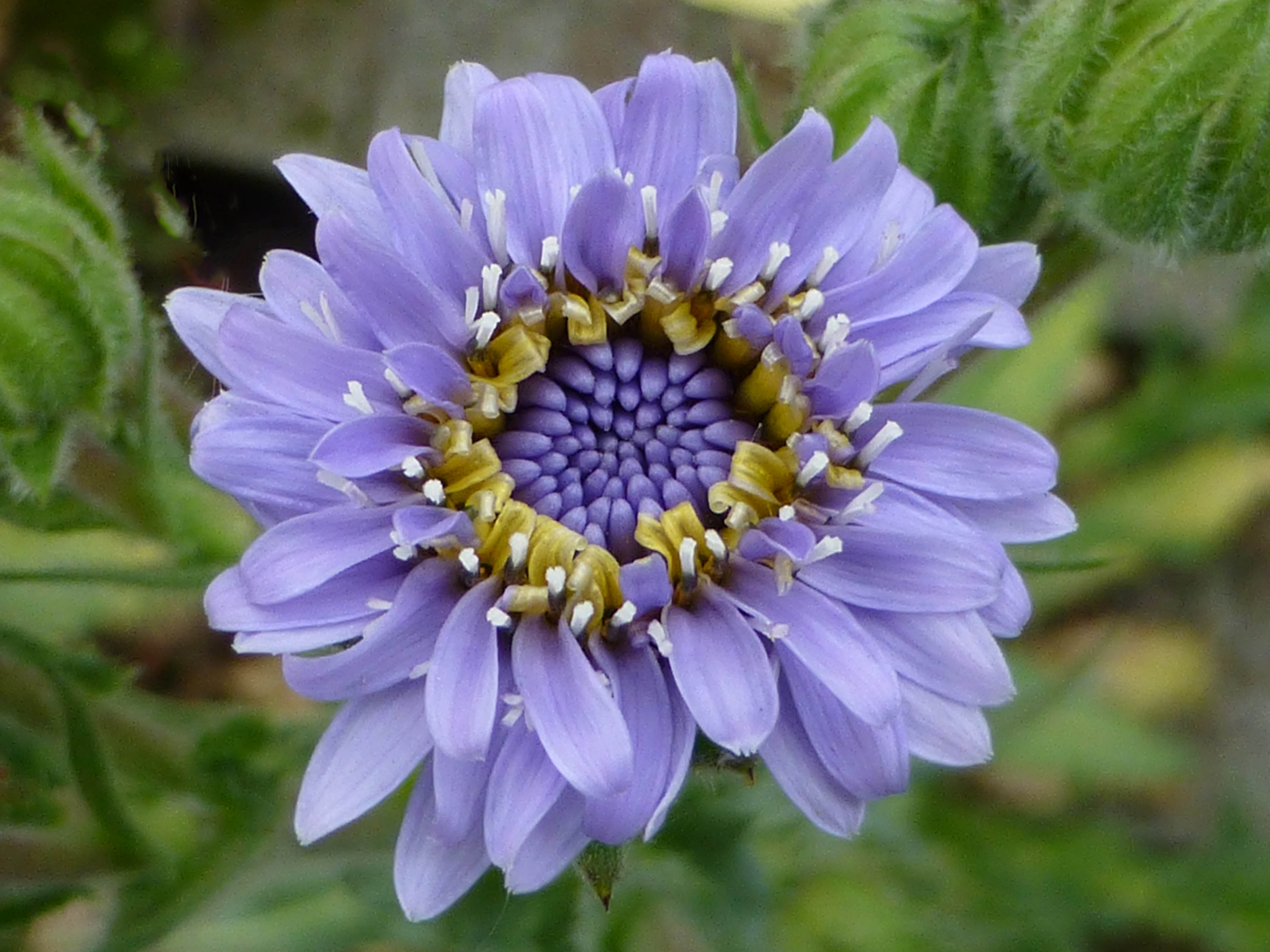 Perezia multiflora photo